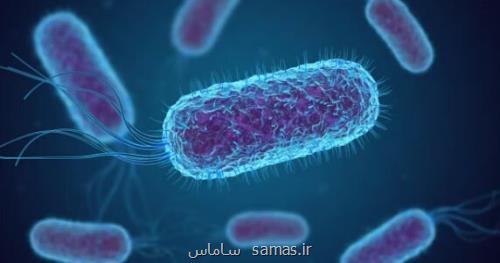 اخطار شیوع نوعی عفونت باکتریایی در انگلیس